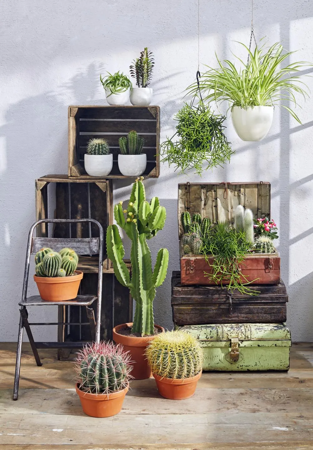 Dehner Kakteen > Ferokaktus - Ferocactus stainesii