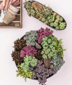 Herbstzauber Bodendecker & Efeu|Fetthenne > Fetthenne 'Autumn Joy'