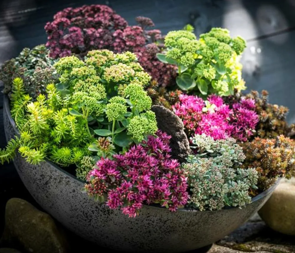 Herbstzauber Bodendecker & Efeu|Fetthenne > Fetthenne 'Autumn Joy'