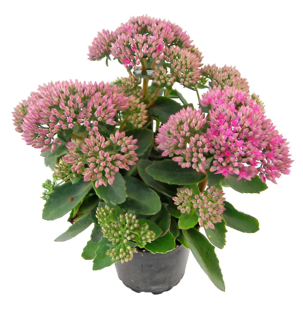 Herbstzauber Bodendecker & Efeu|Fetthenne > Fetthenne 'Autumn Joy'