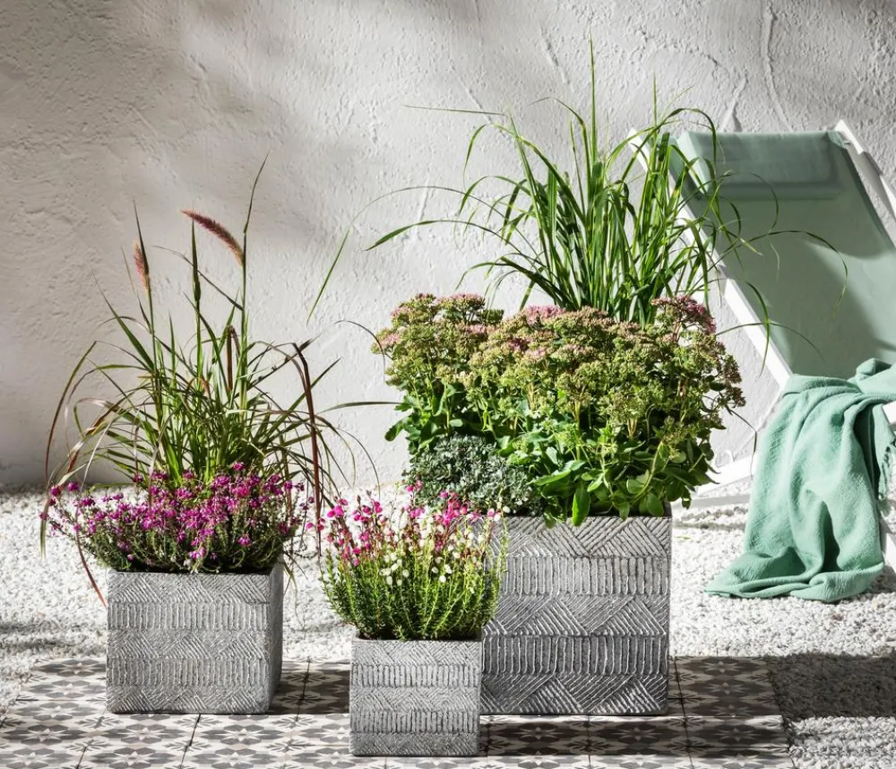 Herbstzauber Bodendecker & Efeu|Fetthenne > Fetthenne 'Autumn Joy'