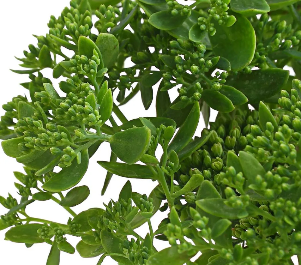 Herbstzauber Bodendecker & Efeu|Fetthenne > Fetthenne 'Autumn Joy'