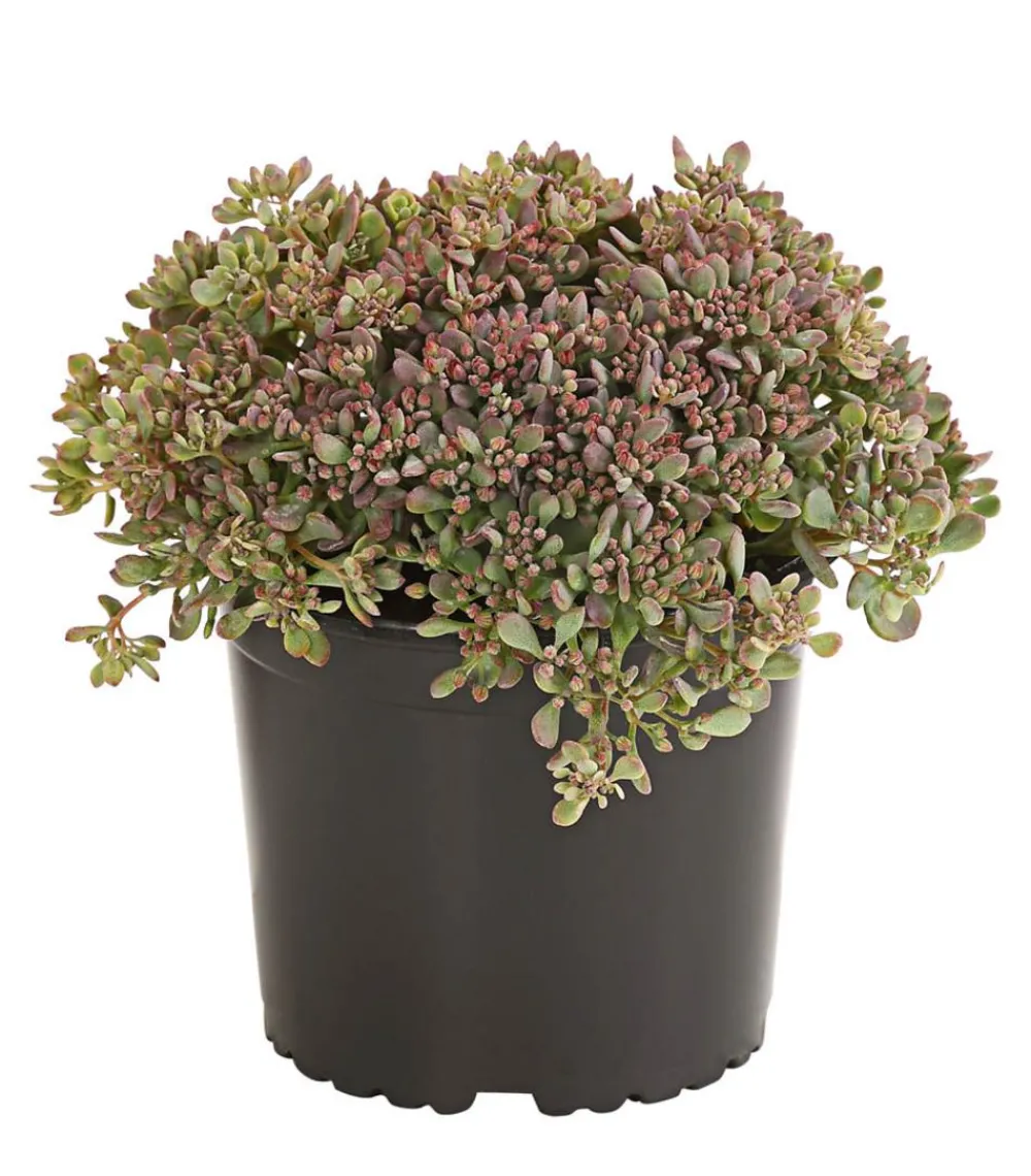 Herbstzauber Fetthenne 'Red Canyon' Clearance