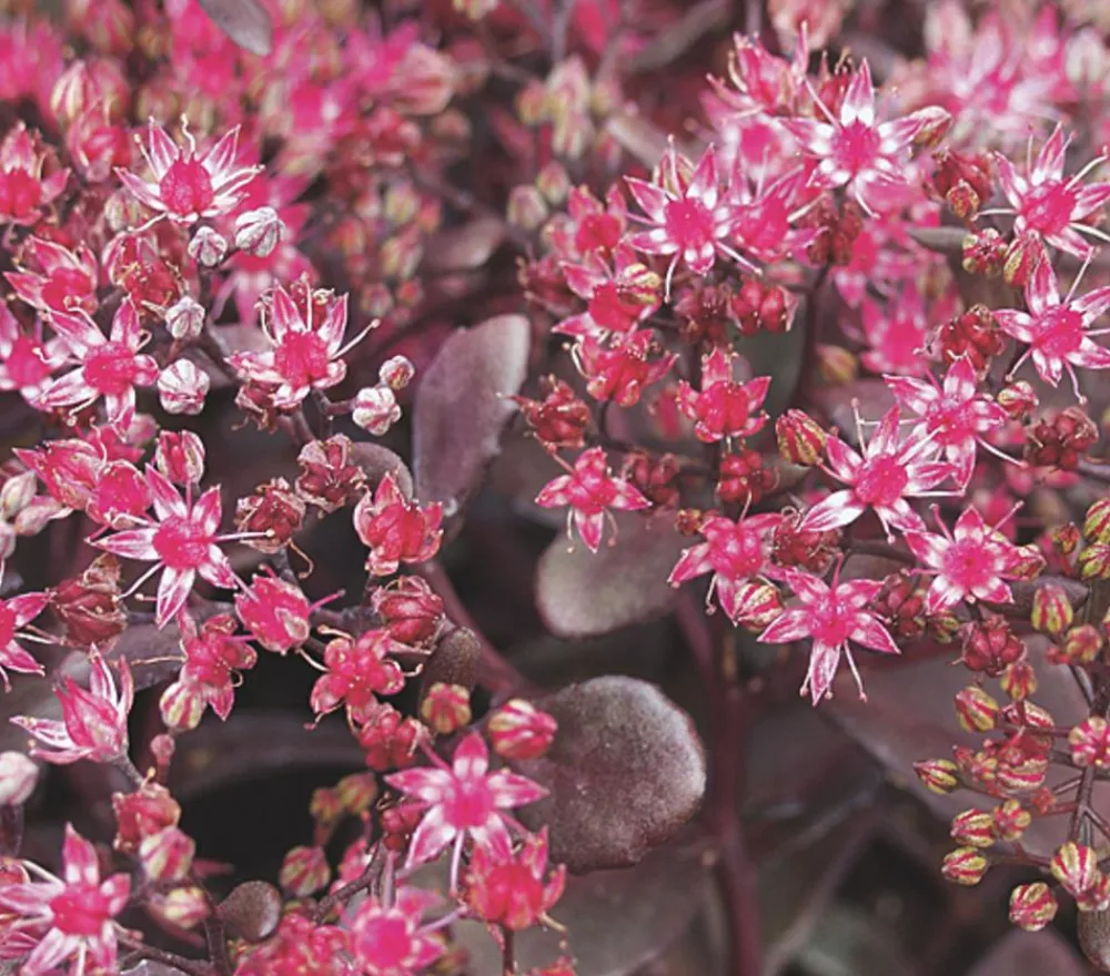 Herbstzauber Fetthenne 'Red Canyon' Clearance