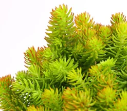 Herbstzauber Fetthenne|Steingartenstauden > Fetthenne 'Yellow Bouquet'