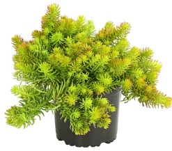 Herbstzauber Fetthenne|Steingartenstauden > Fetthenne 'Yellow Bouquet'
