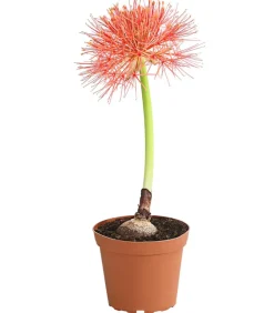 Dehner Sommerblumen > Feuerball-Lilie - Blutblume