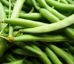 Dehner Gartengemüse > Feuerbohne