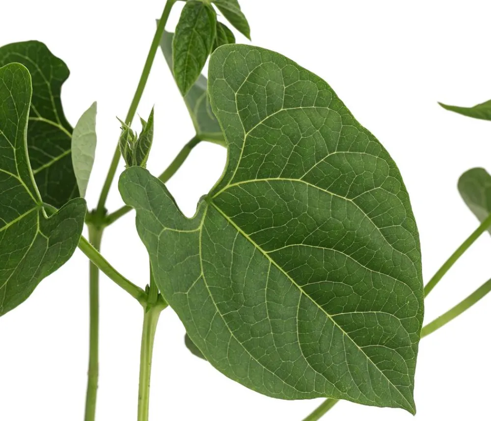 Dehner Gartengemüse > Feuerbohne