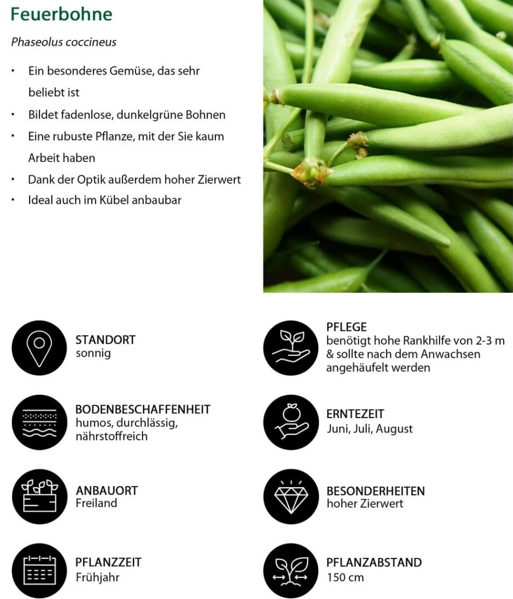 Dehner Gartengemüse > Feuerbohne