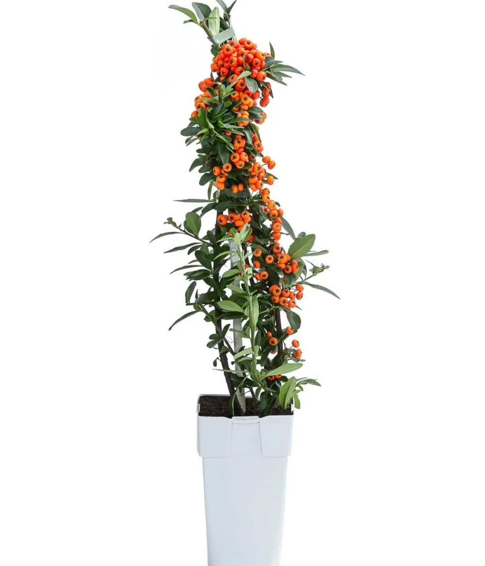 Dehner Feuerdorn Orange