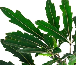 Dehner Fingeraralie - Schefflera elegantissima Grün New