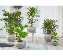 Dehner Fischschwanzpalme - Caryota mitis Dunkelgrün Outlet