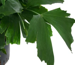 Dehner Hydropflanzen|Grünpflanzen - Fischschwanzpalme - Caryota mitis, Hydrokultur Dunkelgrün