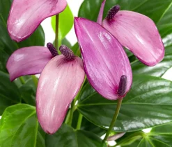 Dehner Einblatt & Flamingoblumen > Flamingoblume - Anthurium andreanum 'Zizou'
