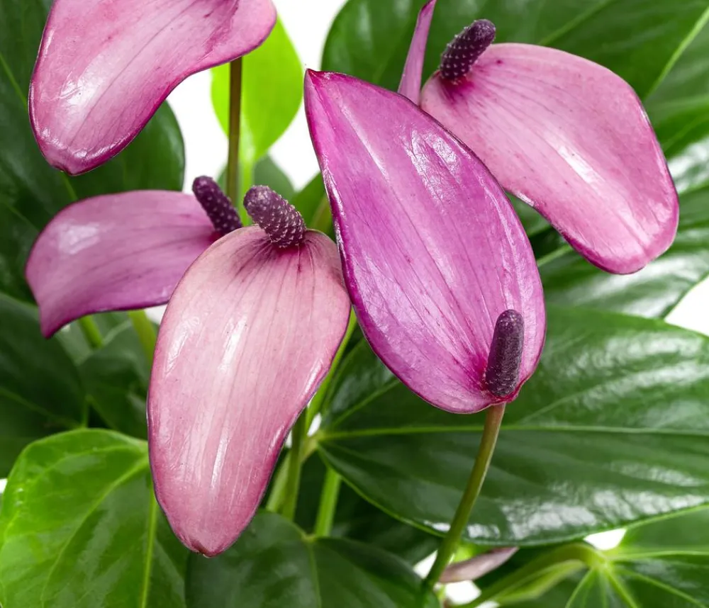 Dehner Einblatt & Flamingoblumen > Flamingoblume - Anthurium andreanum 'Zizou'