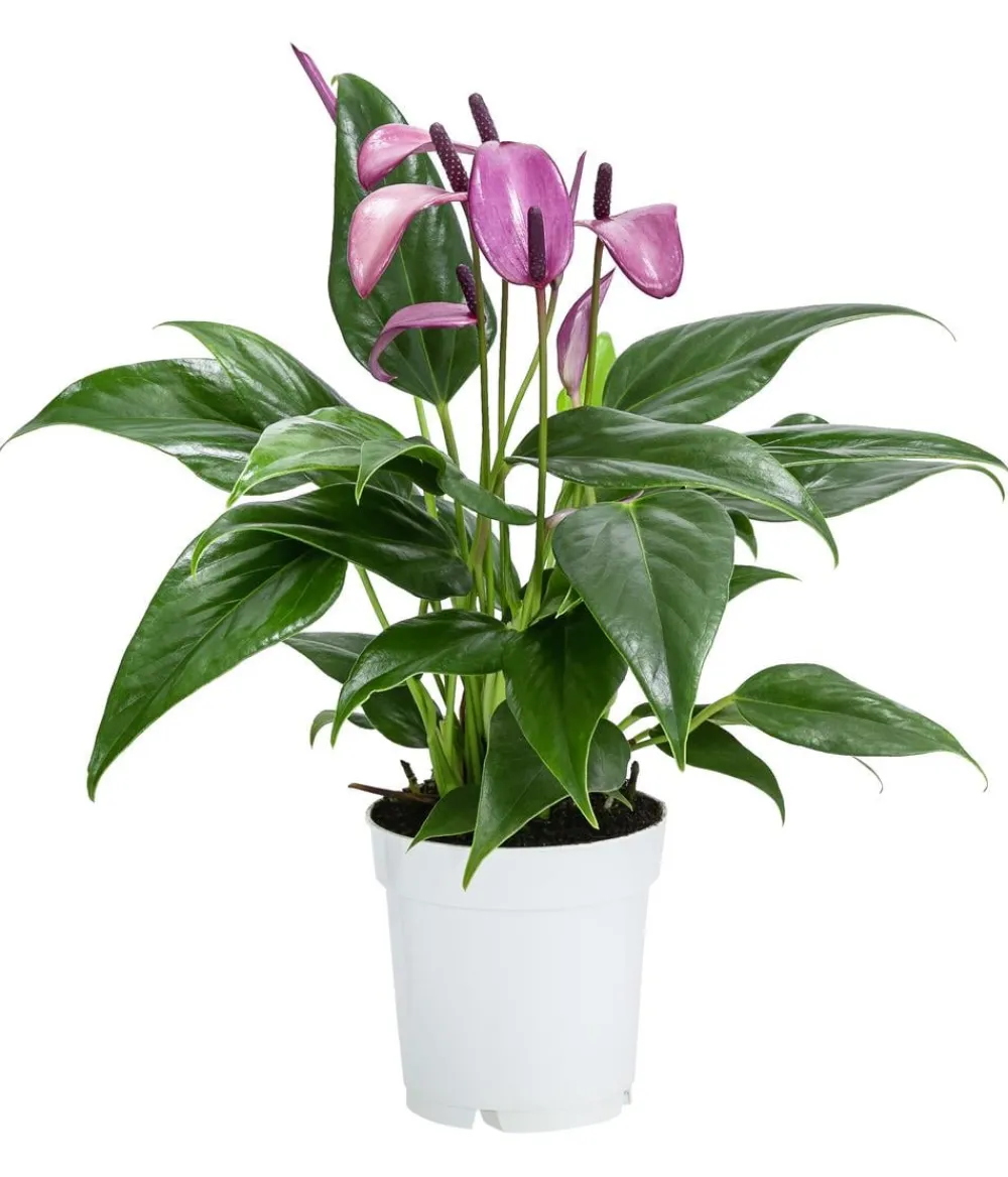 Dehner Einblatt & Flamingoblumen > Flamingoblume - Anthurium andreanum 'Zizou'