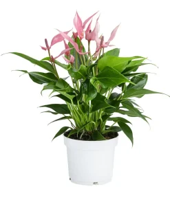 Dehner Einblatt & Flamingoblumen > Flamingoblume - Anthurium andreanum 'Lilli'
