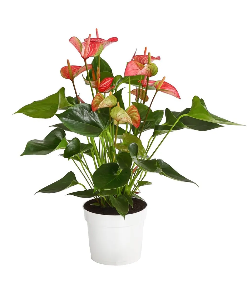 Dehner Einblatt & Flamingoblumen > Flamingoblume - Anthurium andreanum 'Livium'