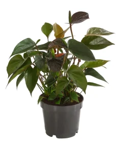 Dehner Einblatt & Flamingoblumen > Flamingoblume - Anthurium andreanum 'Black Karma'
