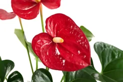 Dehner Flamingoblume - Anthurium andreanum, Hydrokultur New