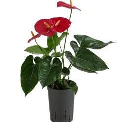 Dehner Flamingoblume - Anthurium andreanum, Hydrokultur New