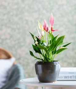 Dehner Einblatt & Flamingoblumen - Flamingoblume - Anthurium andreanum 'Lilli' Rosa