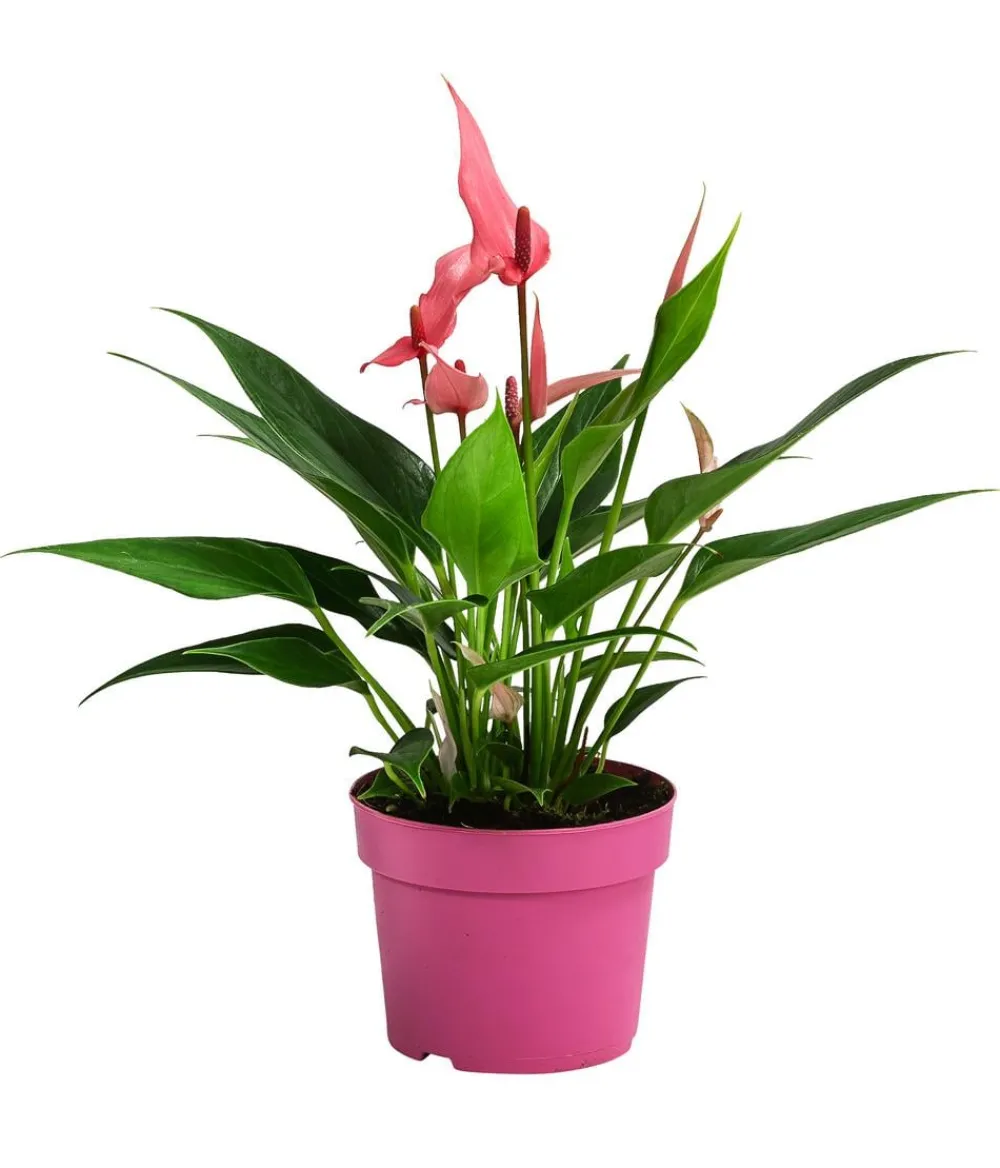 Dehner Einblatt & Flamingoblumen - Flamingoblume - Anthurium andreanum 'Lilli' Rosa