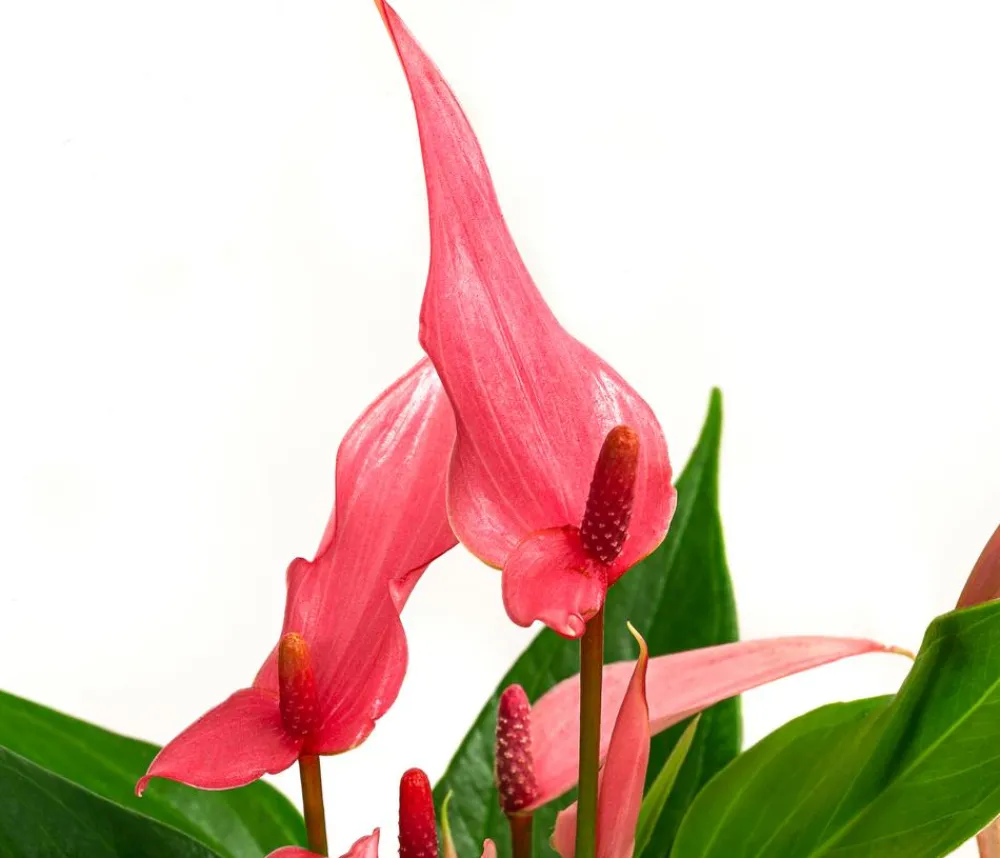 Dehner Einblatt & Flamingoblumen - Flamingoblume - Anthurium andreanum 'Lilli' Rosa