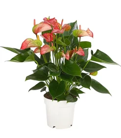 Dehner Einblatt & Flamingoblumen - Flamingoblume - Anthurium andreanum 'Livium'