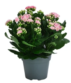 Dehner Sukkulenten|Kalanchoen > Flammendes Käthchen - Kalanchoe blossfeldiana, gefüllt