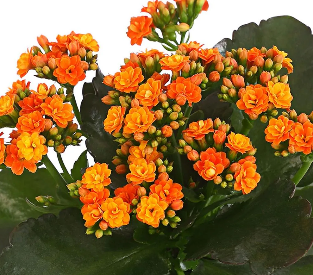 Dehner Sukkulenten|Kalanchoen > Flammendes Käthchen - Kalanchoe blossfeldiana