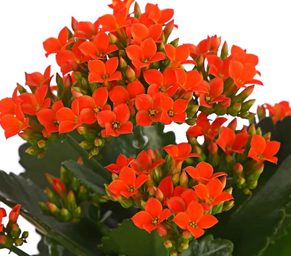 Dehner Sukkulenten|Kalanchoen > Flammendes Käthchen - Kalanchoe blossfeldiana