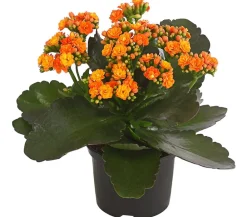 Dehner Sukkulenten|Kalanchoen > Flammendes Käthchen - Kalanchoe blossfeldiana