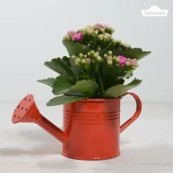 Dehner Sukkulenten|Kalanchoen > Flammendes Käthchen - Kalanchoe blossfeldiana