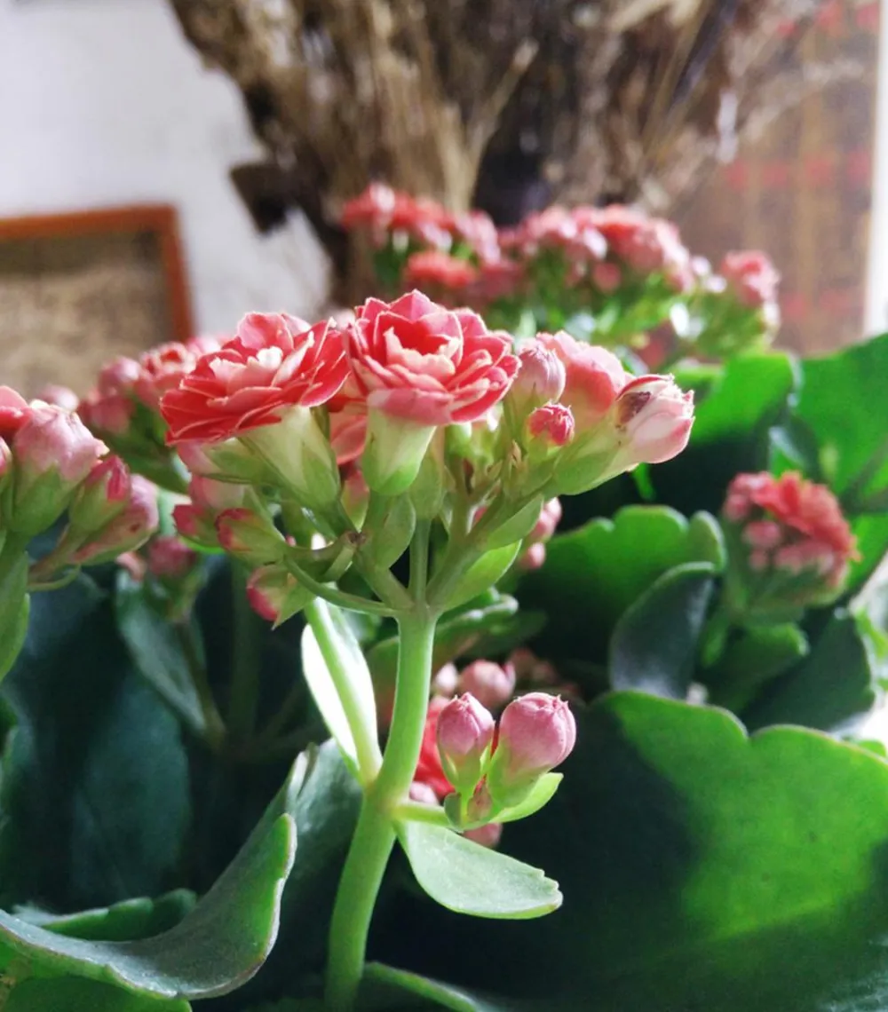 Dehner Sukkulenten|Kalanchoen > Flammendes Käthchen - Kalanchoe blossfeldiana