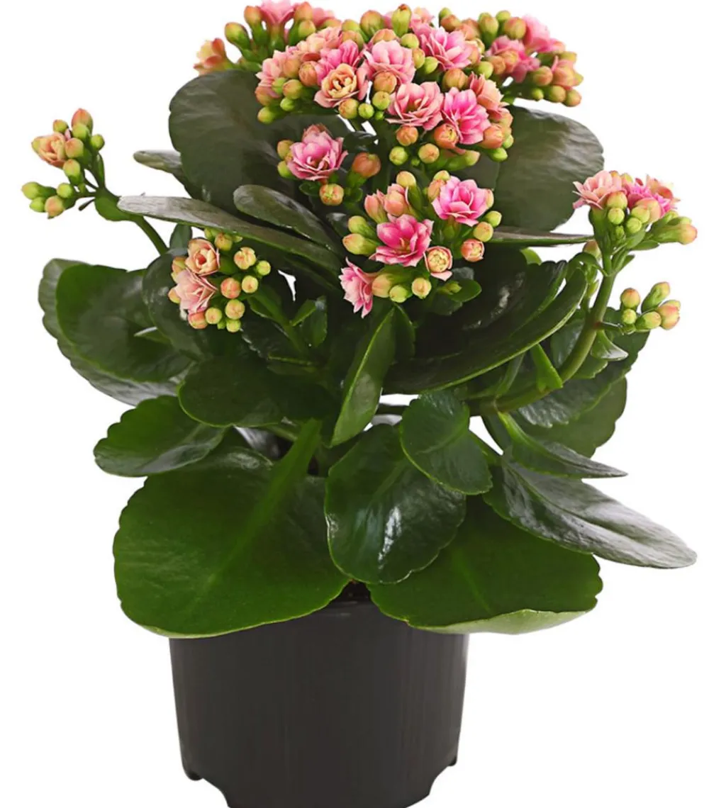 Dehner Sukkulenten|Kalanchoen > Flammendes Käthchen - Kalanchoe blossfeldiana