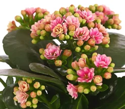 Dehner Sukkulenten|Kalanchoen > Flammendes Käthchen - Kalanchoe blossfeldiana
