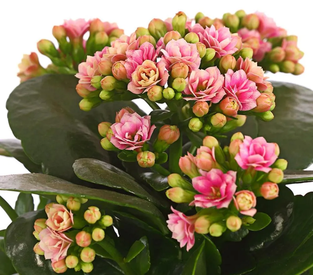 Dehner Sukkulenten|Kalanchoen > Flammendes Käthchen - Kalanchoe blossfeldiana