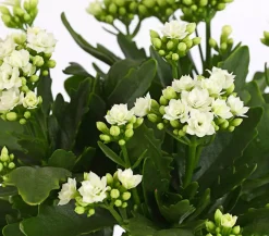 Dehner Flammendes Käthchen - Kalanchoe blossfeldiana, gefüllt Weiß Best