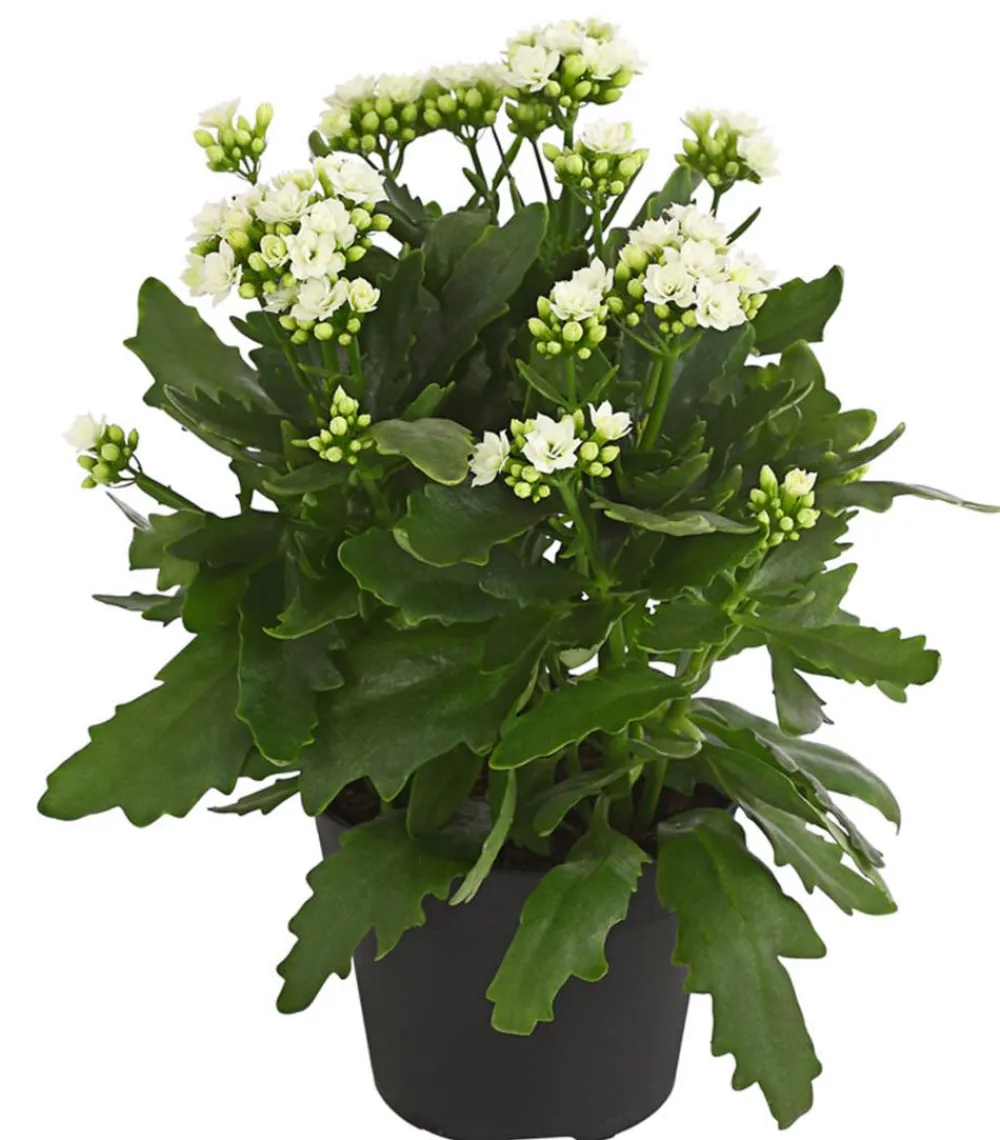 Dehner Flammendes Käthchen - Kalanchoe blossfeldiana, gefüllt Weiß Best