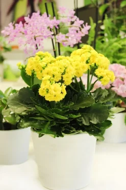 Dehner Flammendes Käthchen - Kalanchoe blossfeldiana, gefüllt Gelb Sale