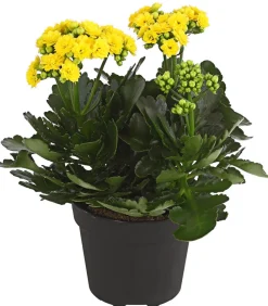 Dehner Flammendes Käthchen - Kalanchoe blossfeldiana, gefüllt Gelb Sale