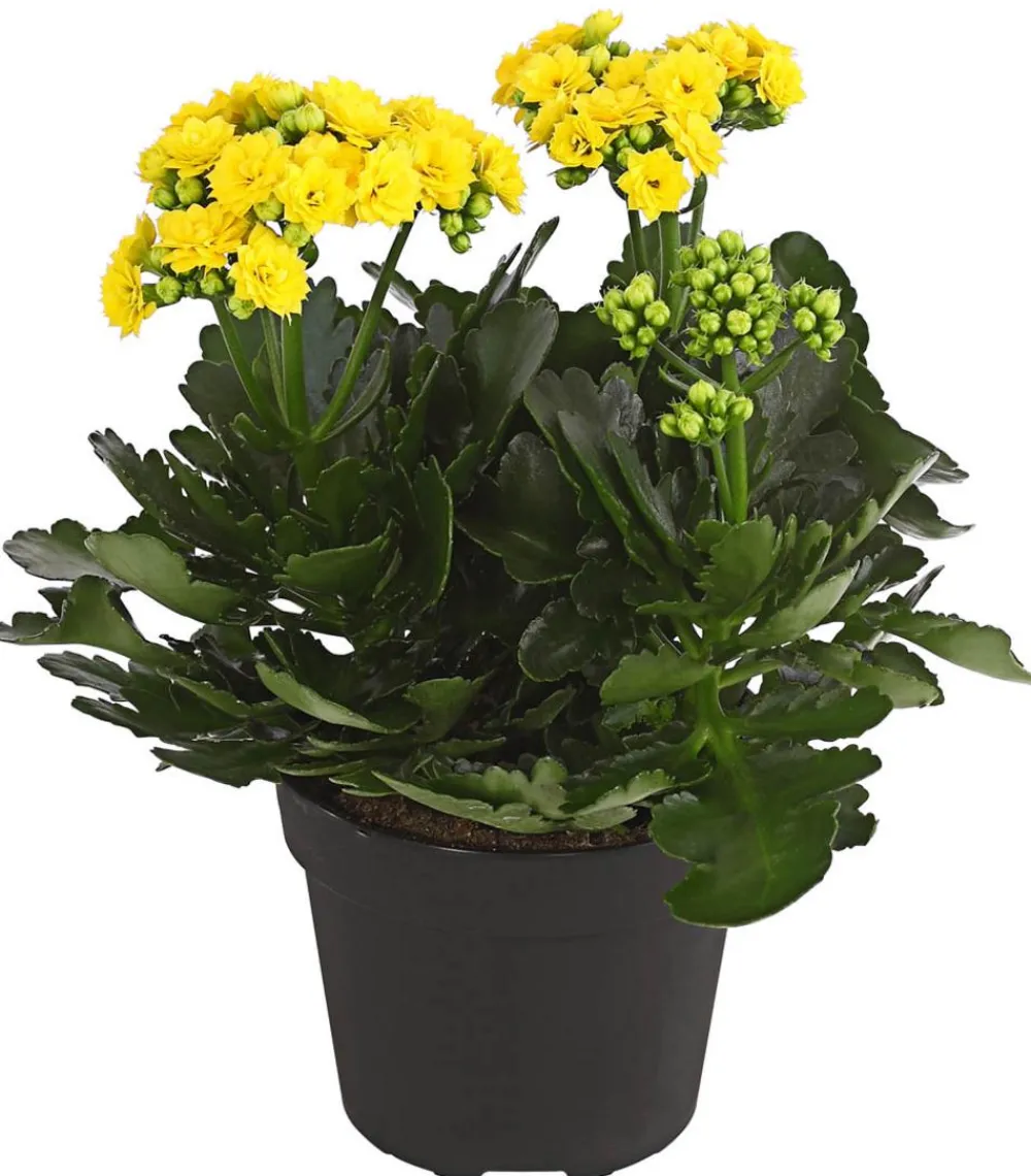 Dehner Flammendes Käthchen - Kalanchoe blossfeldiana, gefüllt Gelb Sale
