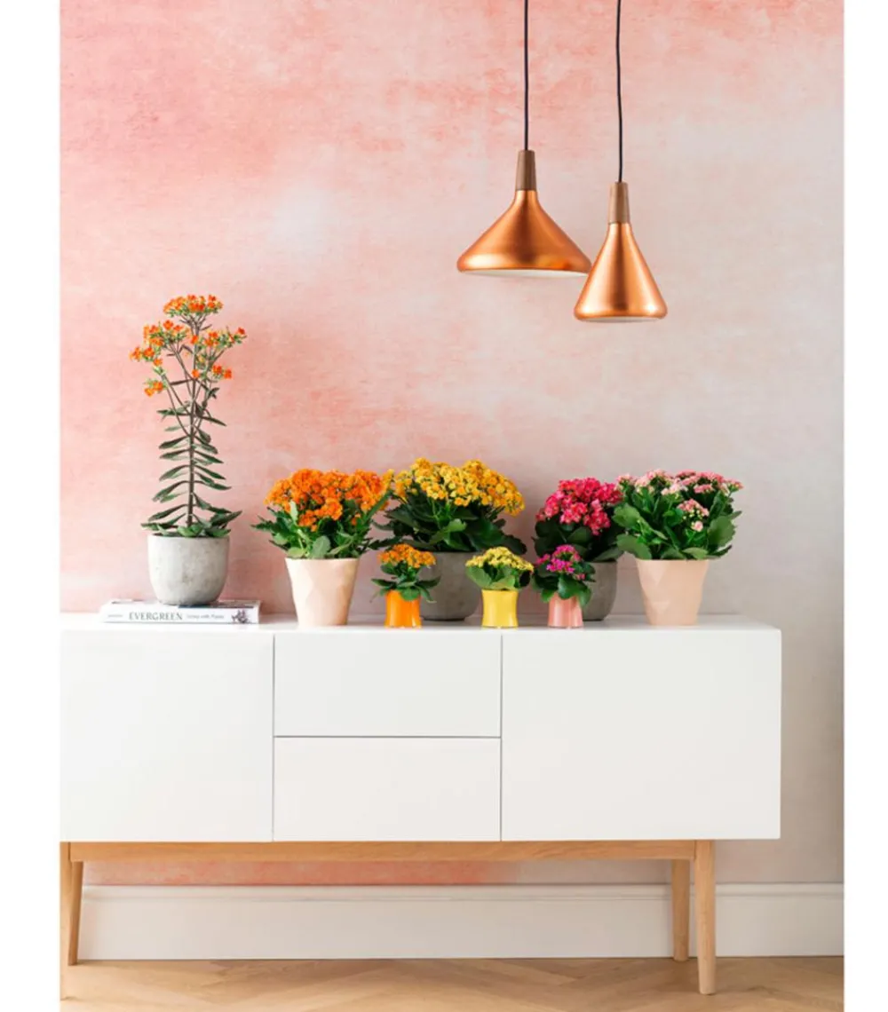 Dehner Flammendes Käthchen - Kalanchoe blossfeldiana, gefüllt Gelb Sale