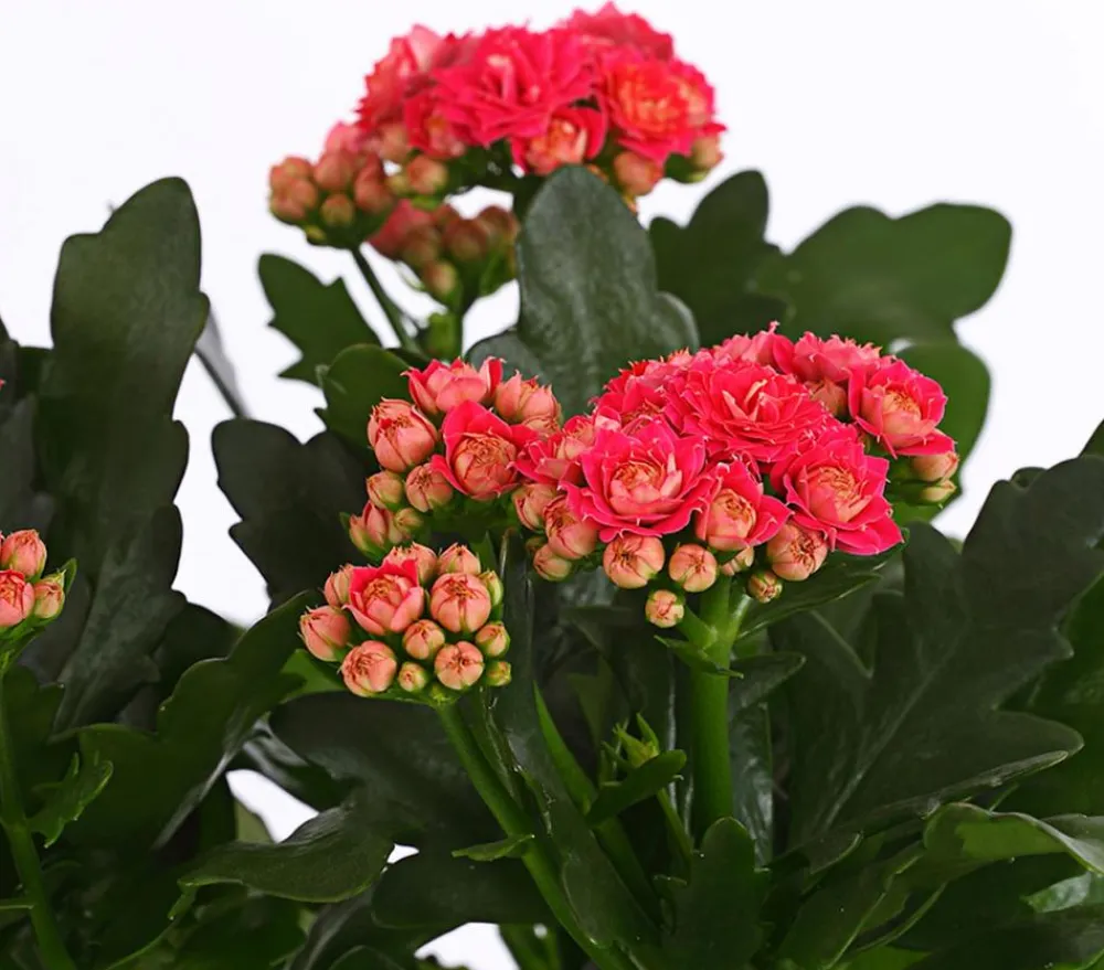 Dehner Flammendes Käthchen - Kalanchoe blossfeldiana Pink Discount