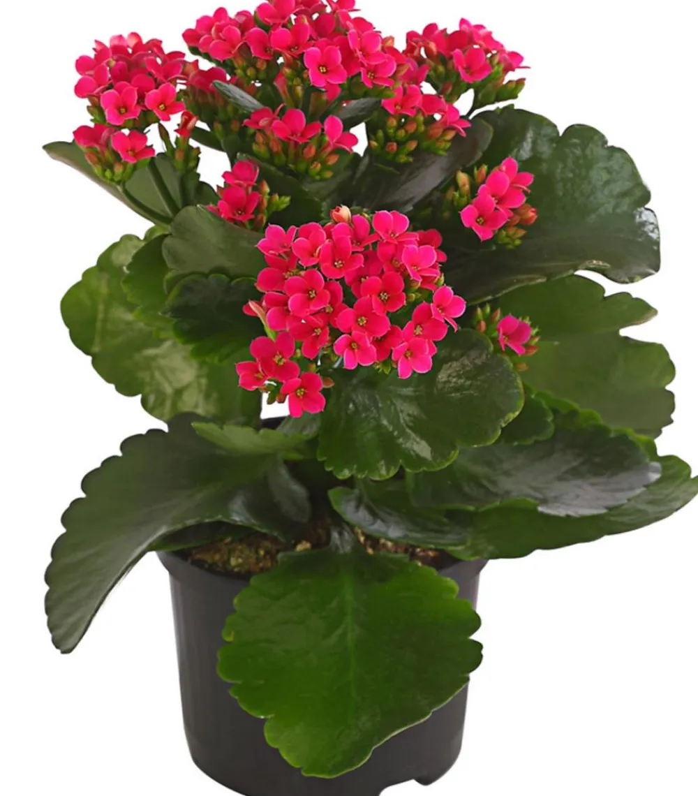 Dehner Flammendes Käthchen - Kalanchoe blossfeldiana Pink Discount