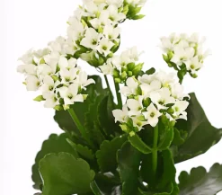 Dehner Flammendes Käthchen - Kalanchoe blossfeldiana Weiß