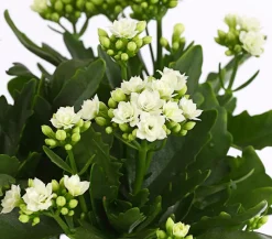 Dehner Flammendes Käthchen - Kalanchoe blossfeldiana Weiß