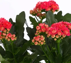 Dehner Sukkulenten|Kalanchoen - Flammendes Käthchen - Kalanchoe blossfeldiana, gefüllt Pink